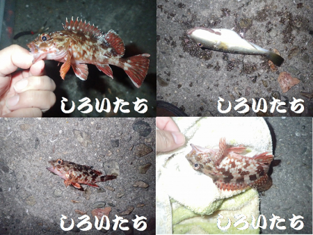 今日は夜釣り。